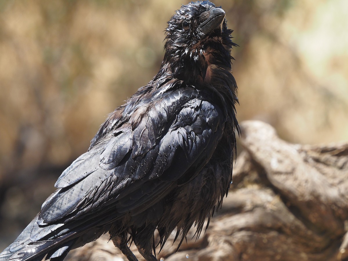 Common Raven - ML639990149