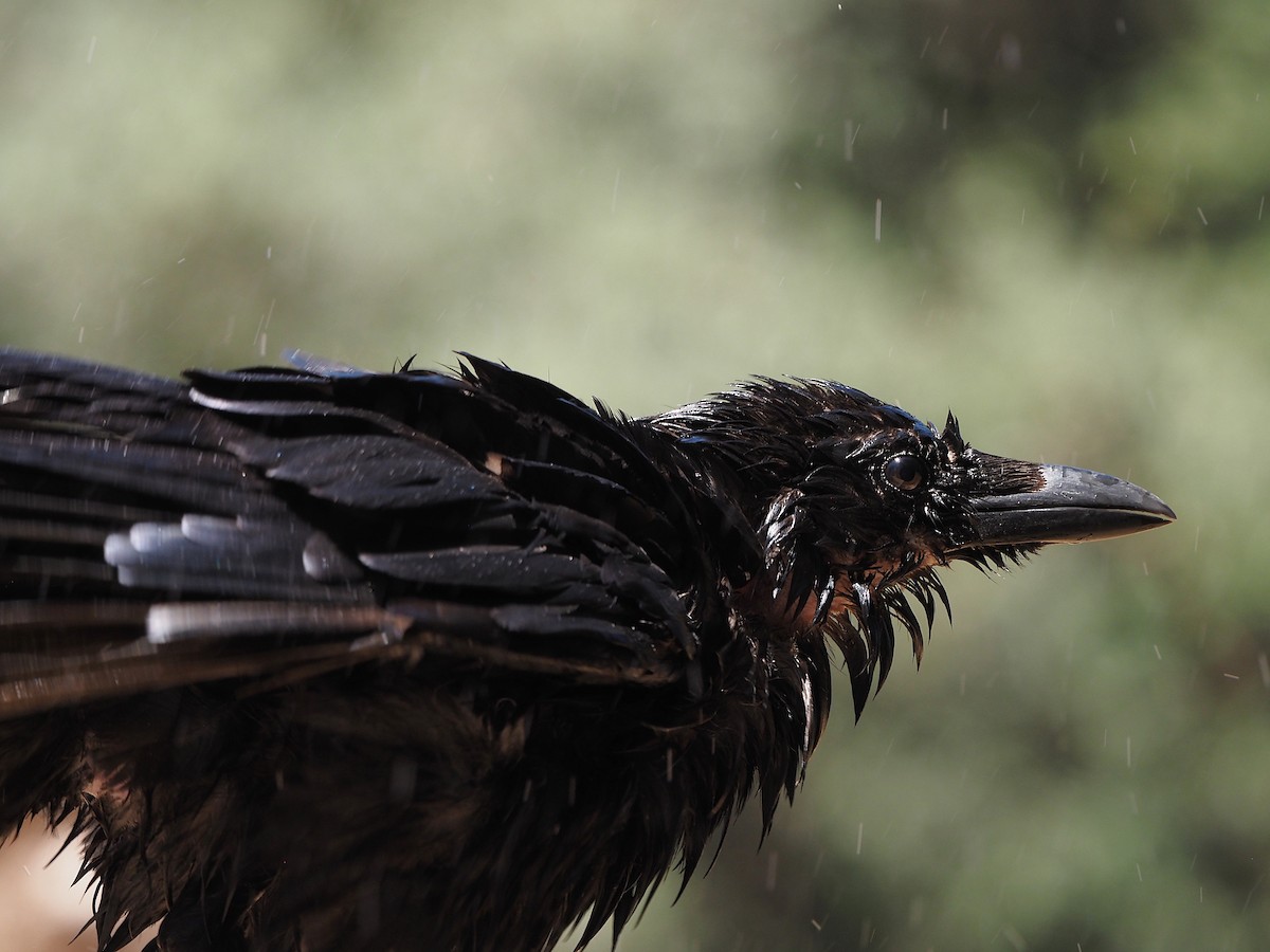 Common Raven - ML639990153