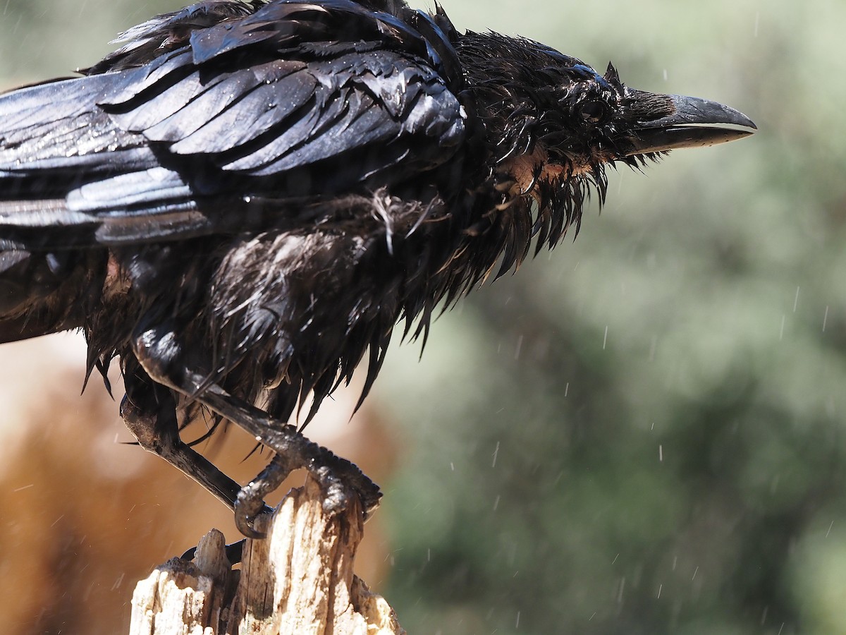 Common Raven - ML639990157