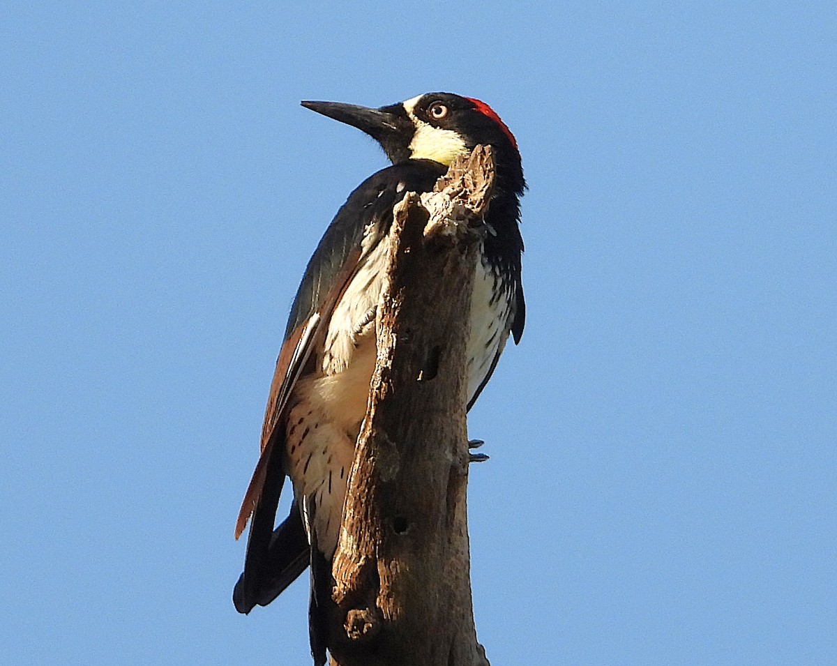 Acorn Woodpecker - ML639990221