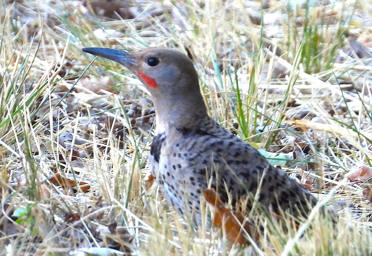 Northern Flicker - ML639990226