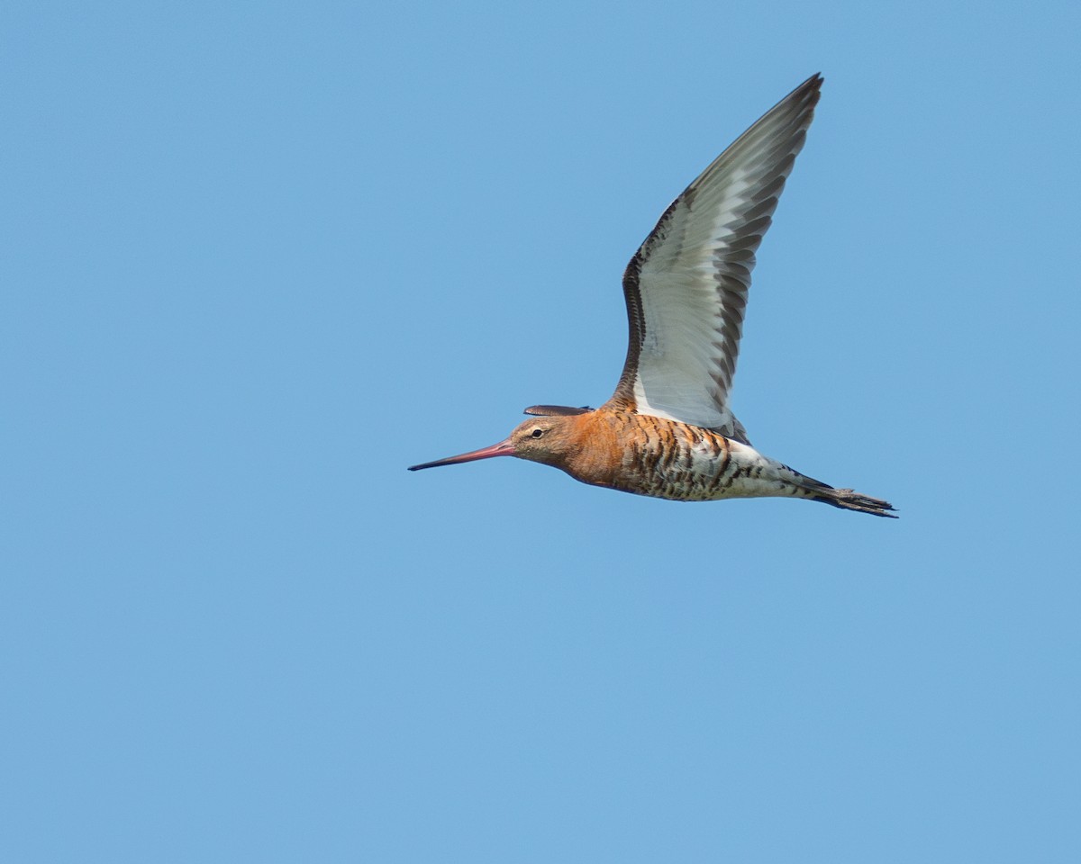 Black-tailed Godwit - ML639990228