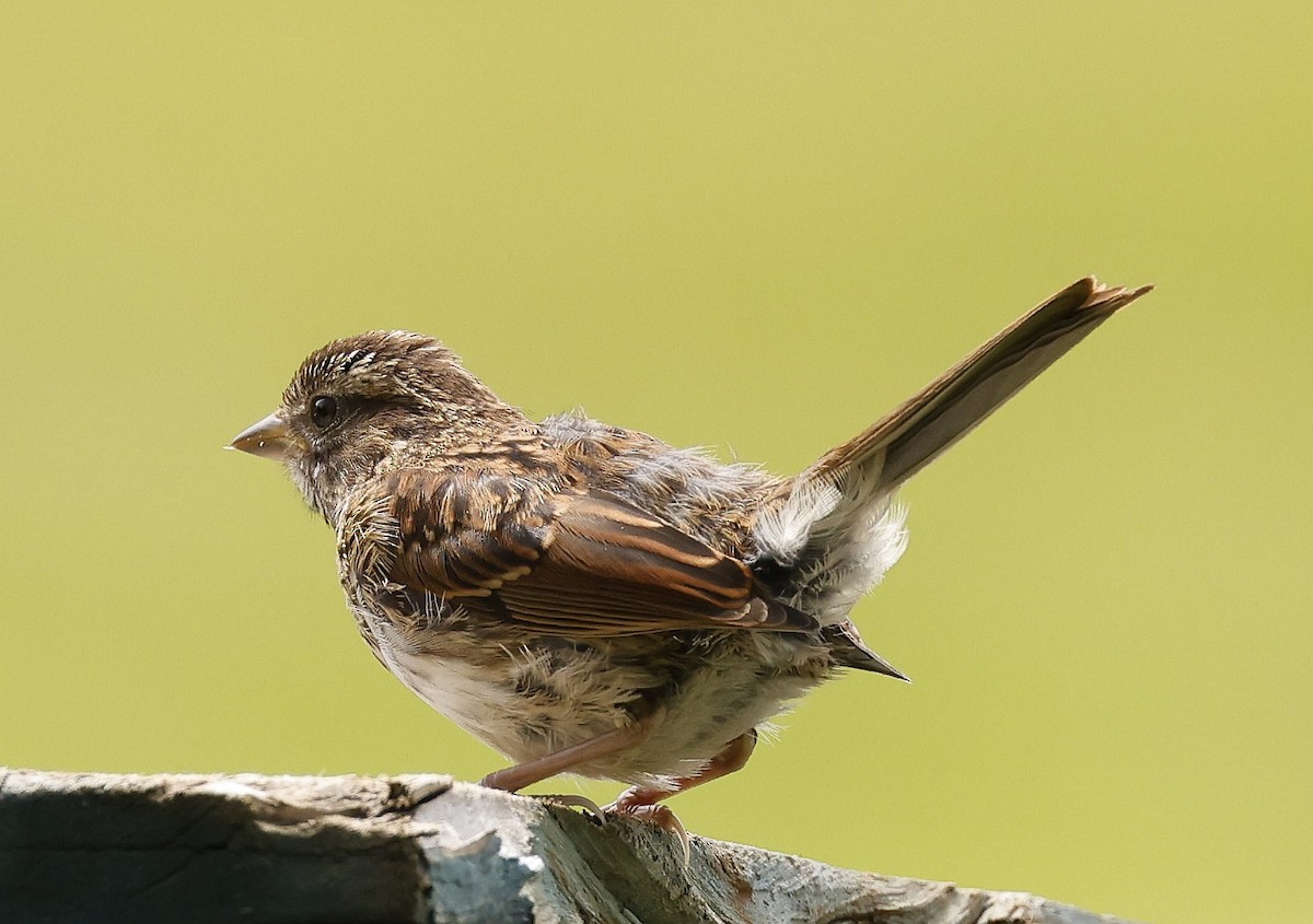 Song Sparrow - ML639990247