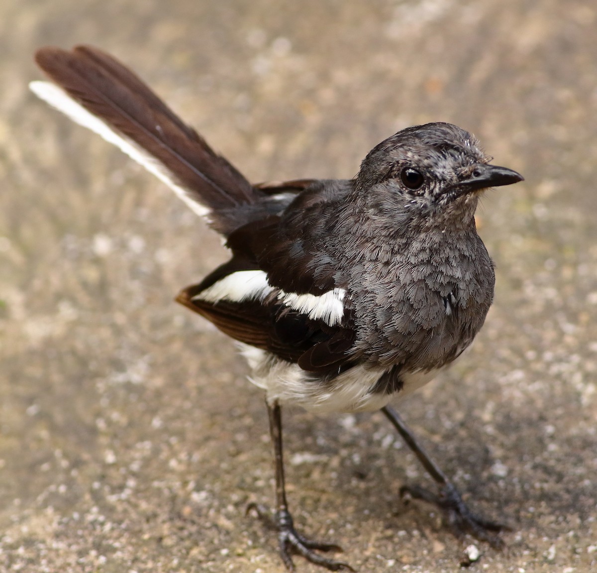 Oriental Magpie-Robin - ML639990249