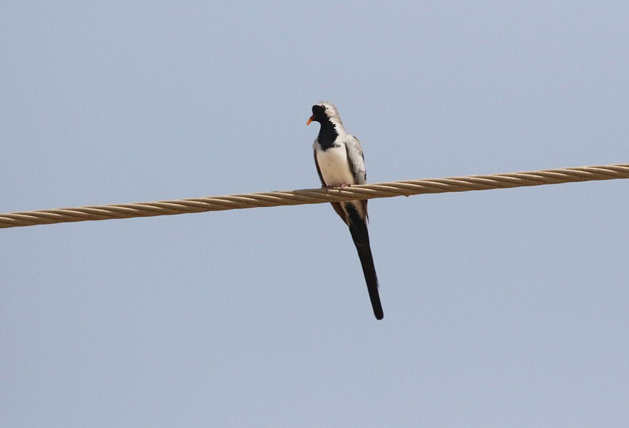 Namaqua Dove - ML639990353