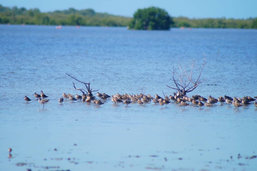 Short-billed Dowitcher - ML639990449