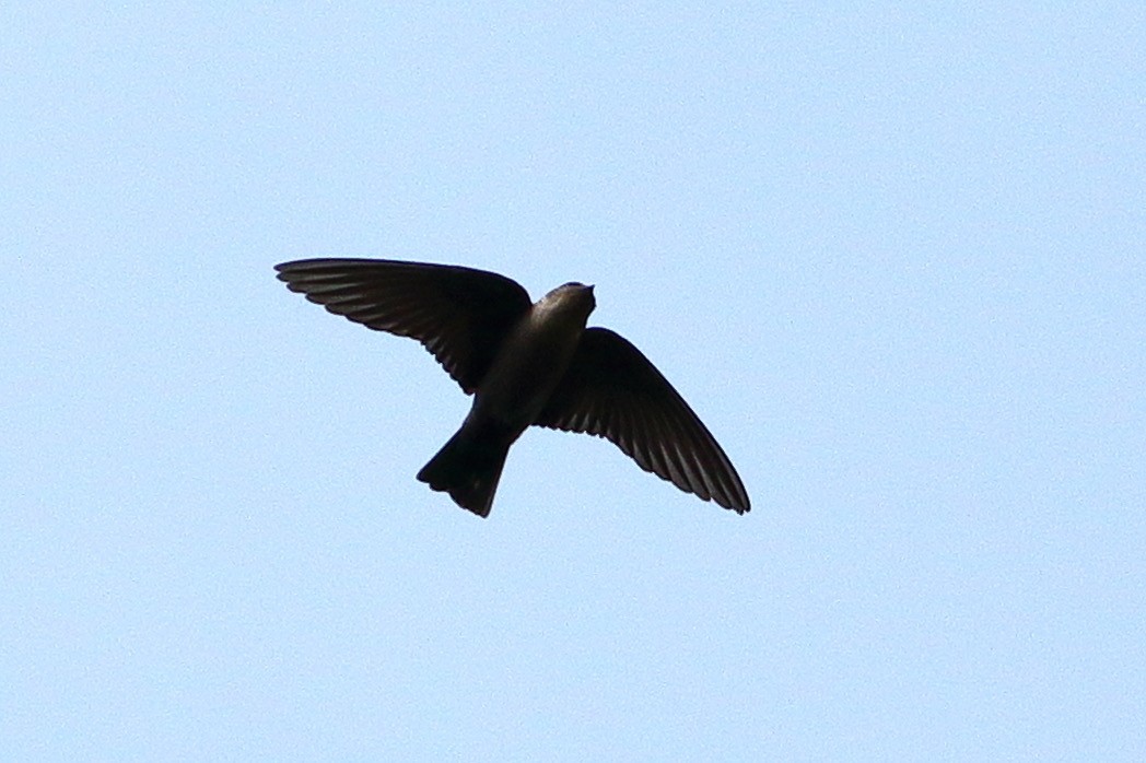 Dusky Crag-Martin - ML639990459