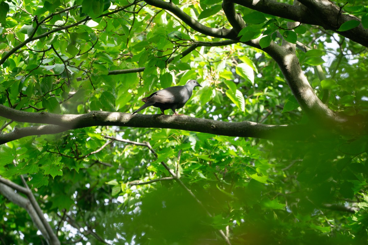 Black Wood-Pigeon - ML639990470