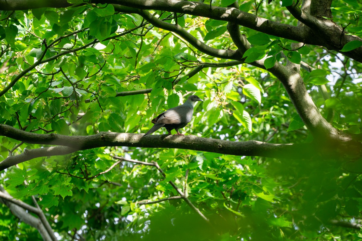 Black Wood-Pigeon - ML639990471
