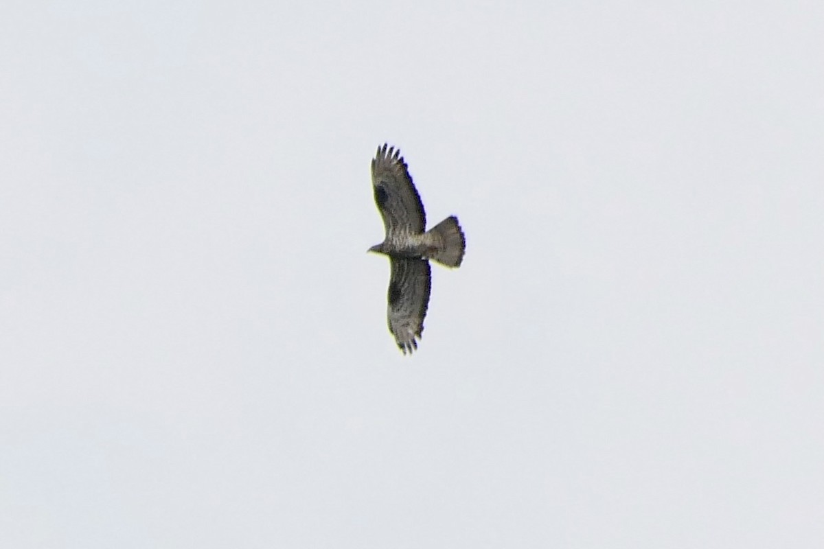 Балч гоорбис - ML639990479