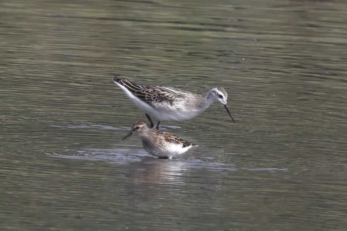 Wilson's Phalarope - Charlie Kaars