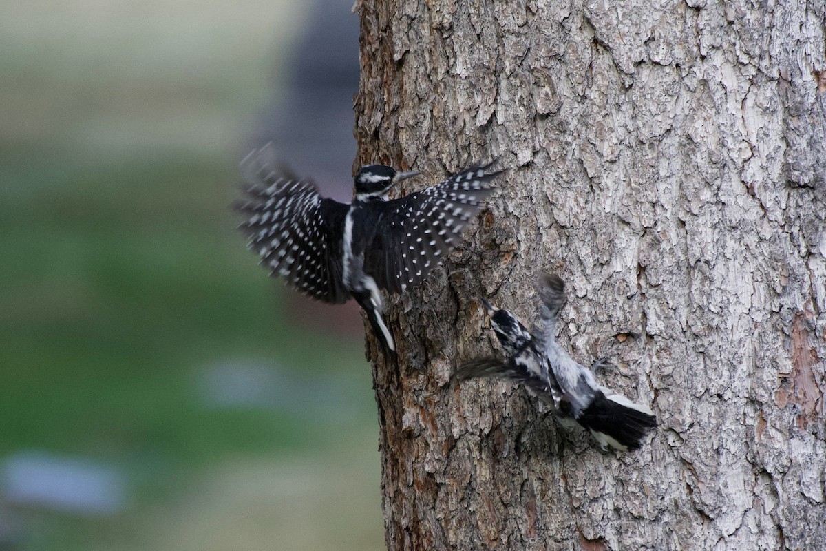 Downy Woodpecker - ML639990552