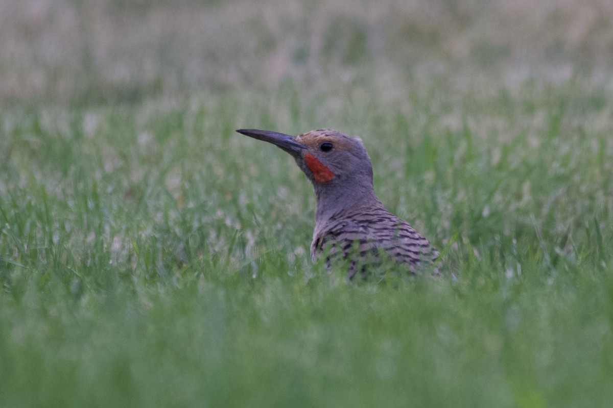 Northern Flicker - ML639990575