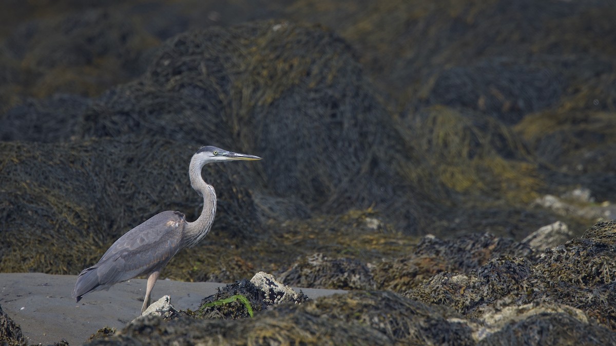 Great Blue Heron - ML639990578