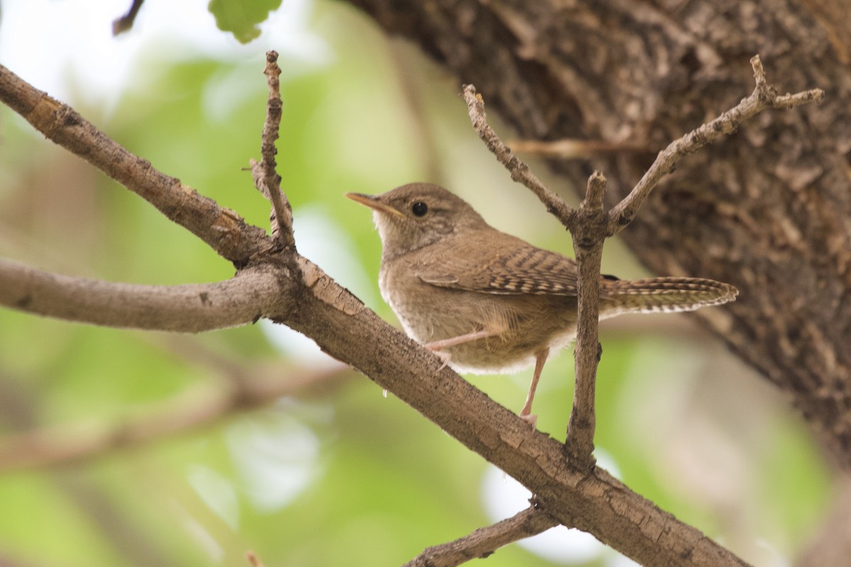 Northern House Wren - ML639990595