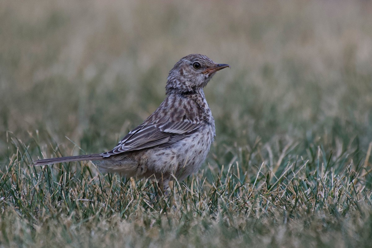 Sage Thrasher - ML639990603