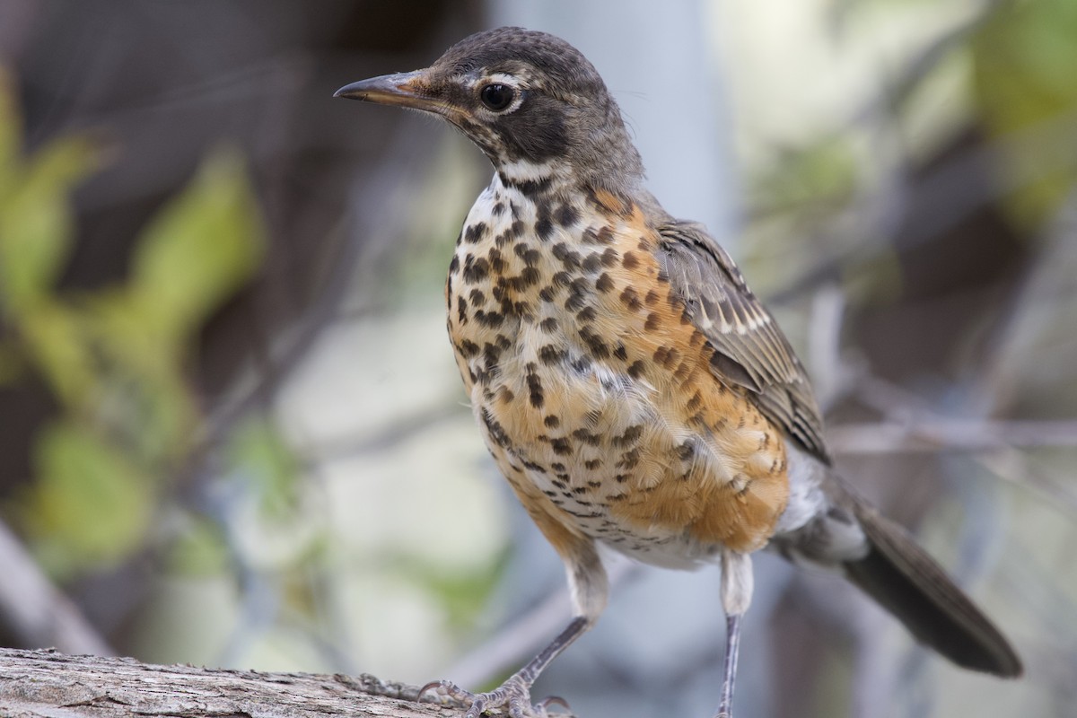 American Robin - ML639990610