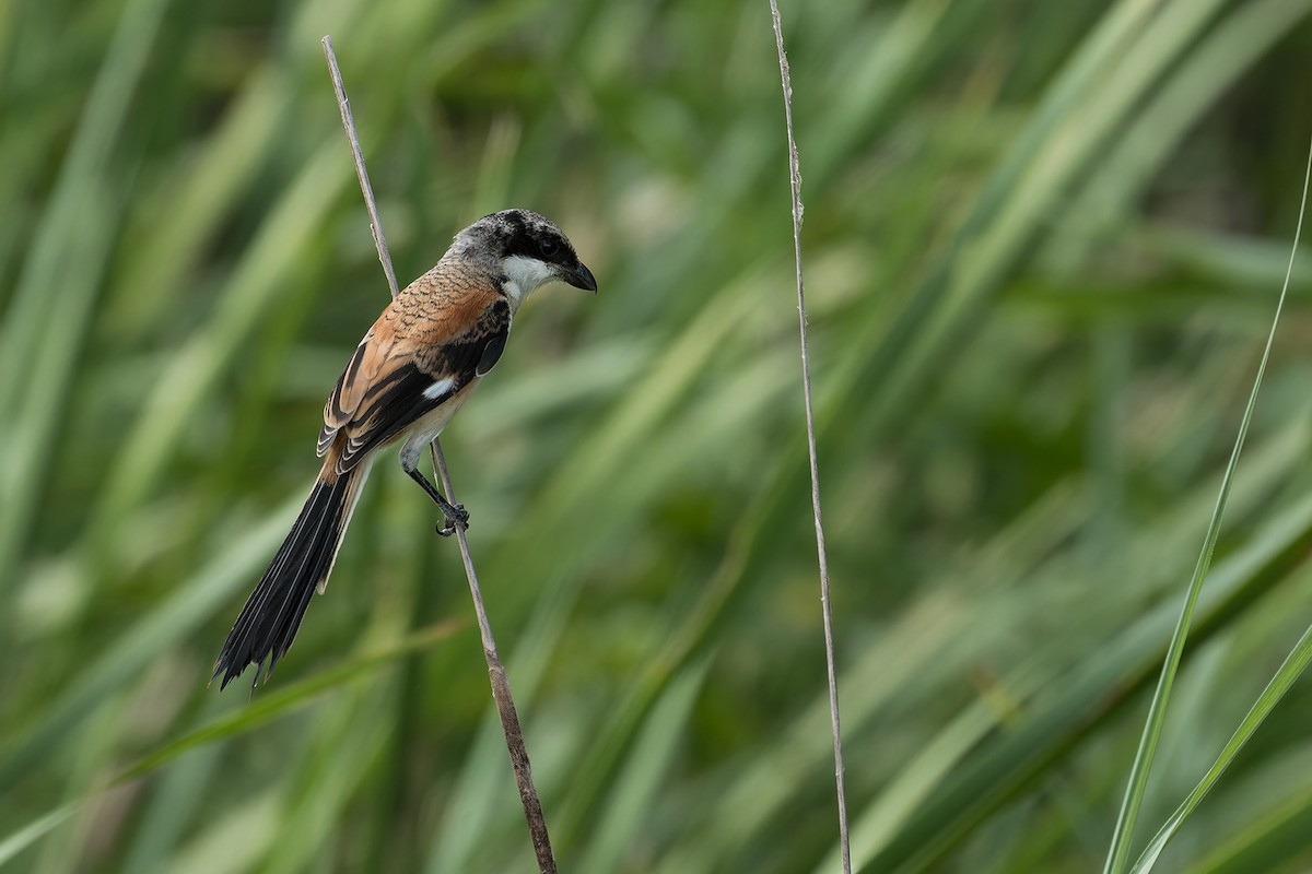 棕背伯勞(tricolor/longicaudatus) - ML639990620