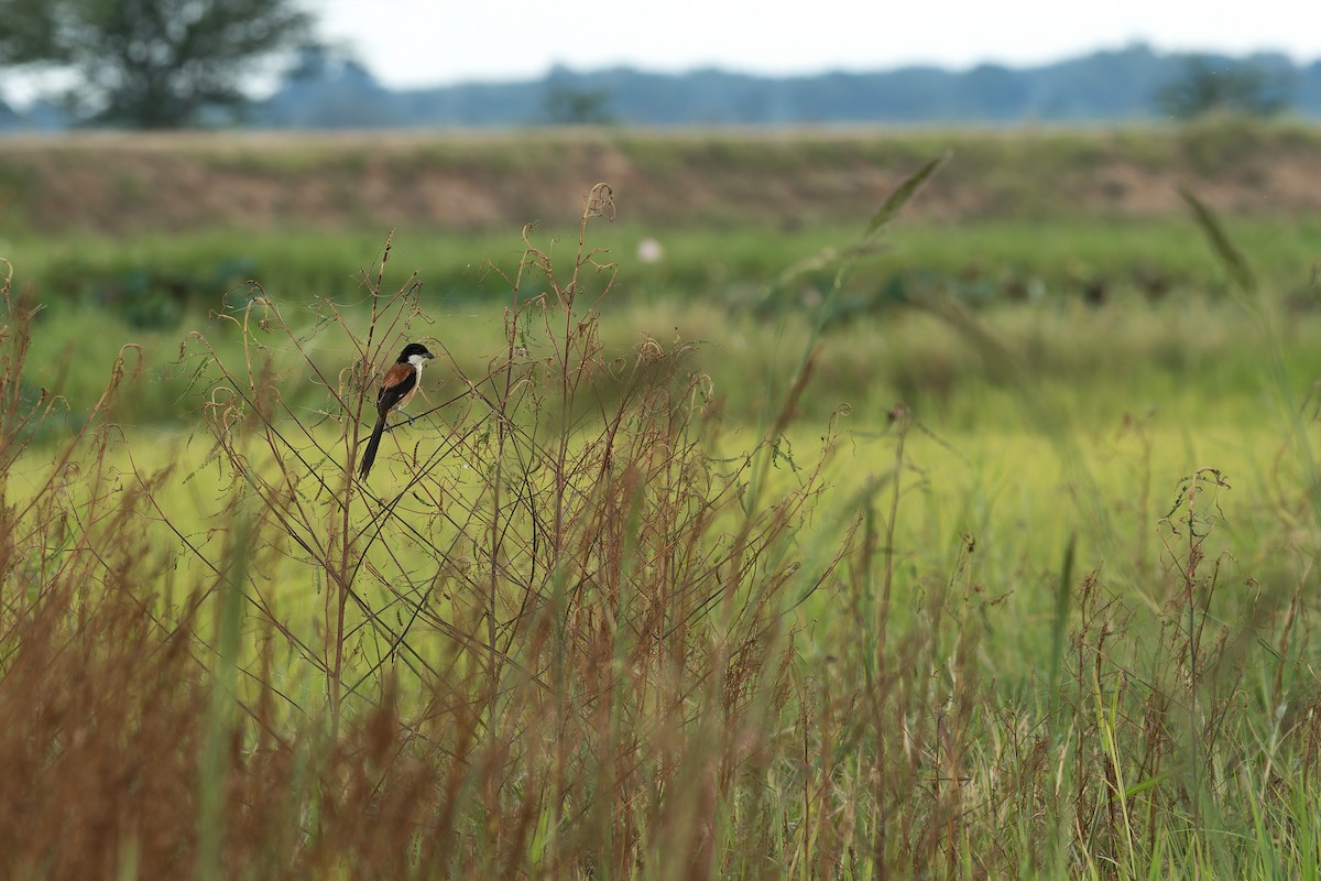 棕背伯勞(tricolor/longicaudatus) - ML639990621