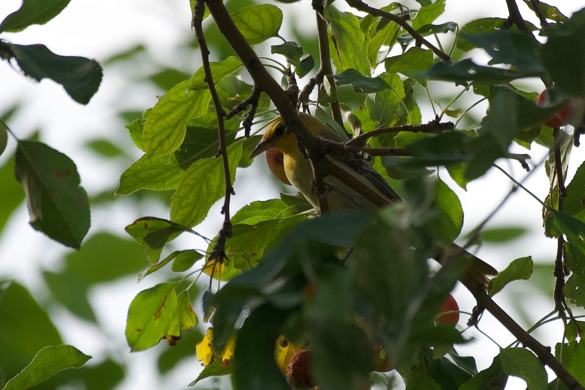 Bullock's Oriole - ML639990622