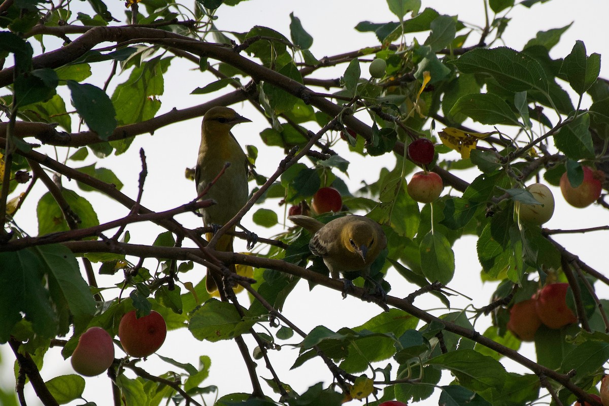 Bullock's Oriole - ML639990625