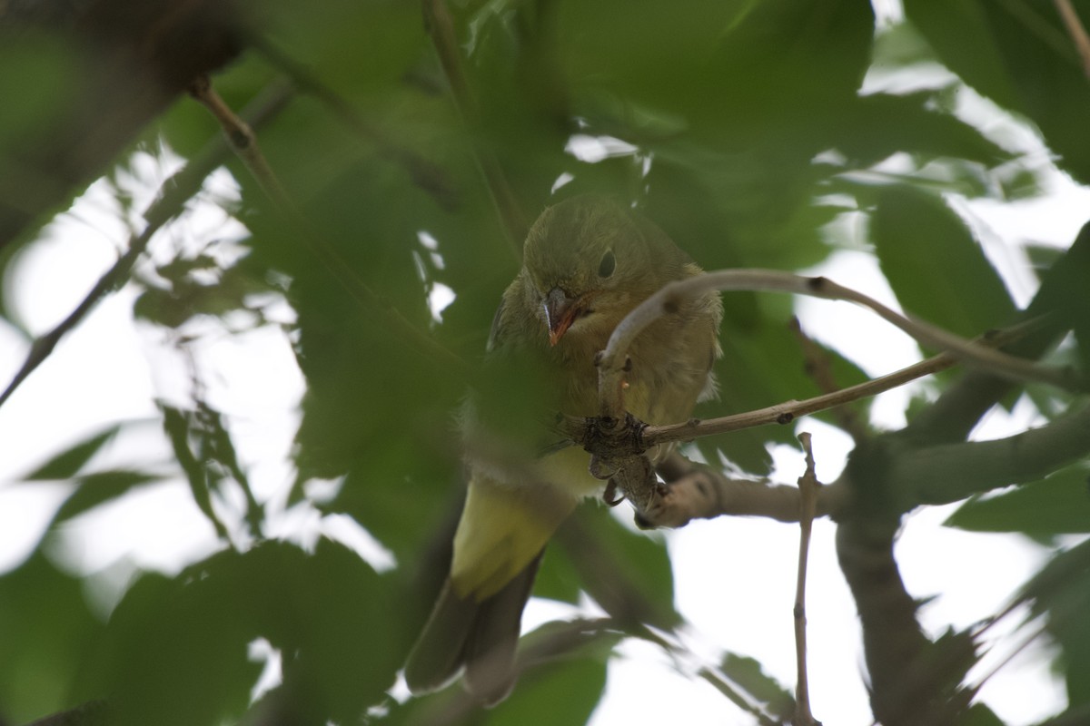 Wilson's Warbler - ML639990631