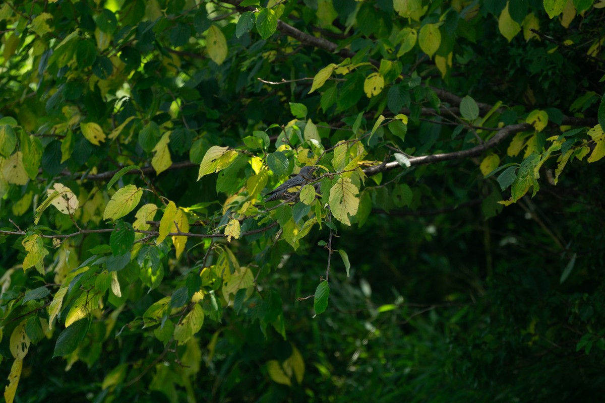 Blaumerle (philippensis) - ML639990691