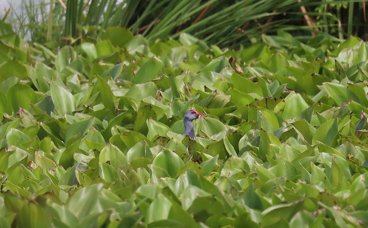 Philippine Swamphen - ML639990707