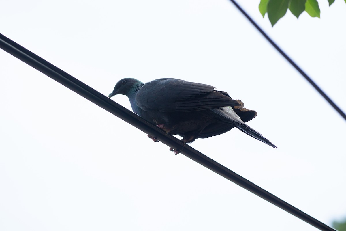 Black Wood-Pigeon - ML639990736