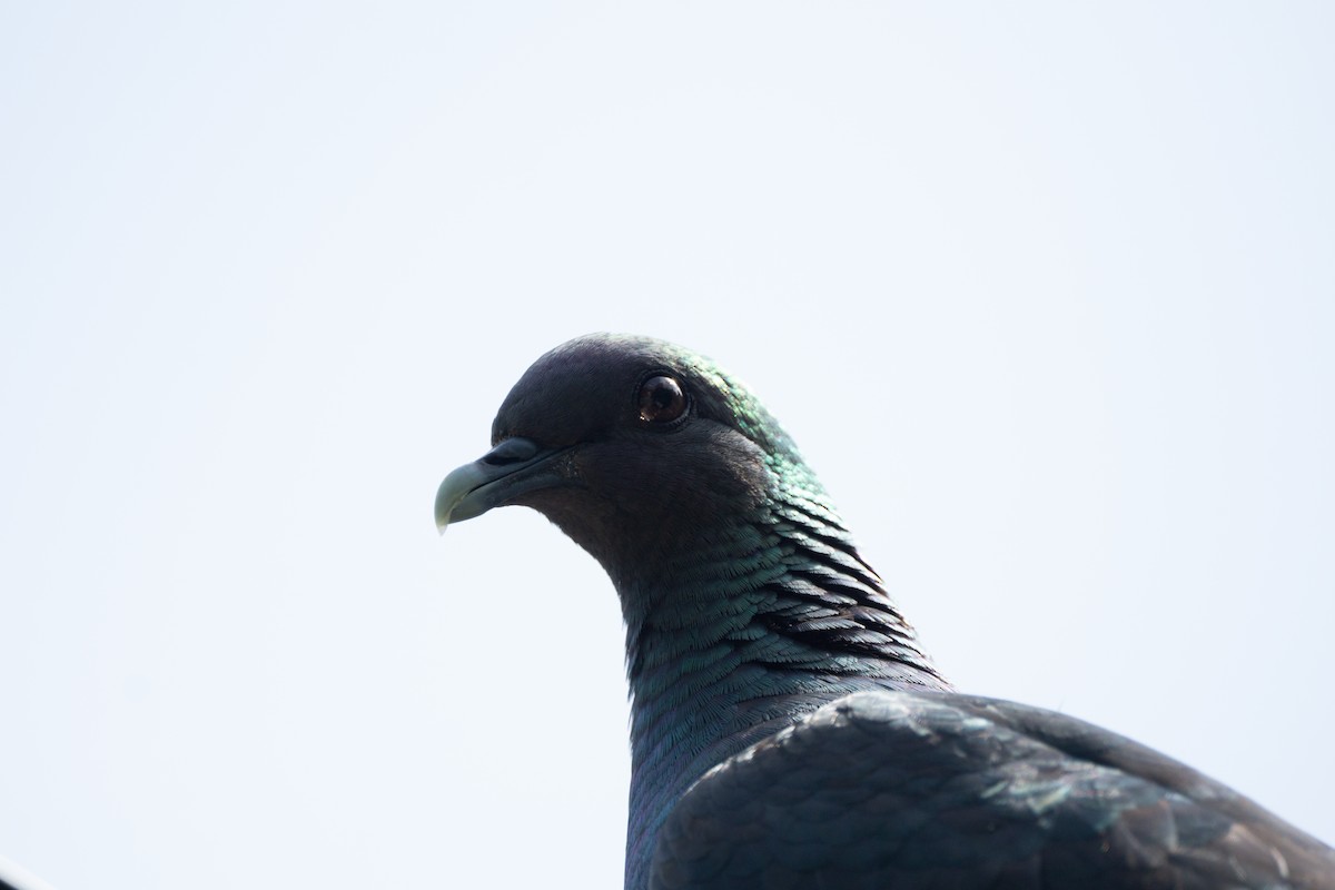 Black Wood-Pigeon - ML639990739