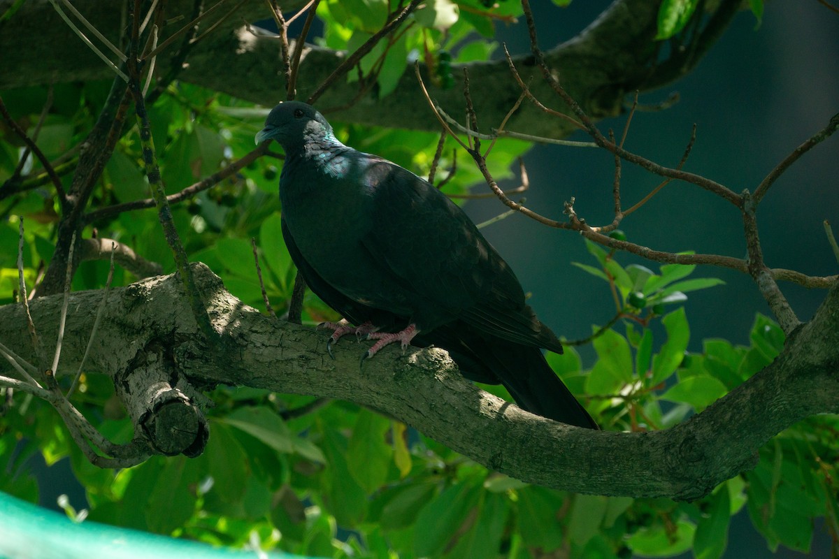 Black Wood-Pigeon - ML639990741