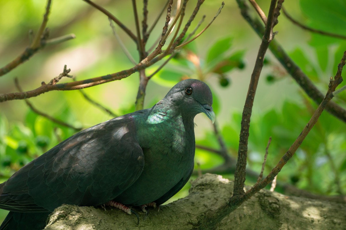 Black Wood-Pigeon - ML639990742