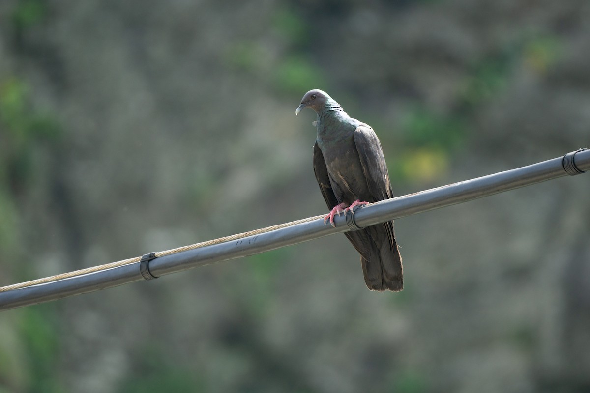 Black Wood-Pigeon - ML639990743