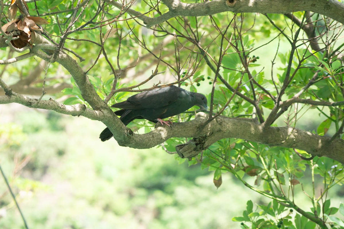 Black Wood-Pigeon - ML639990744
