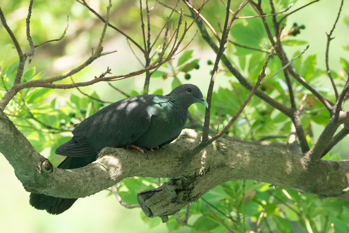 Black Wood-Pigeon - ML639990745