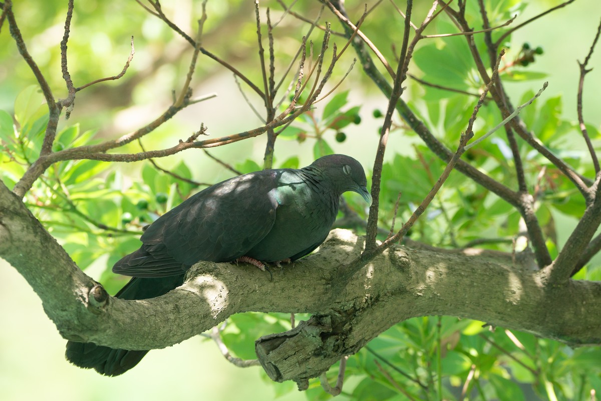 Black Wood-Pigeon - ML639990746