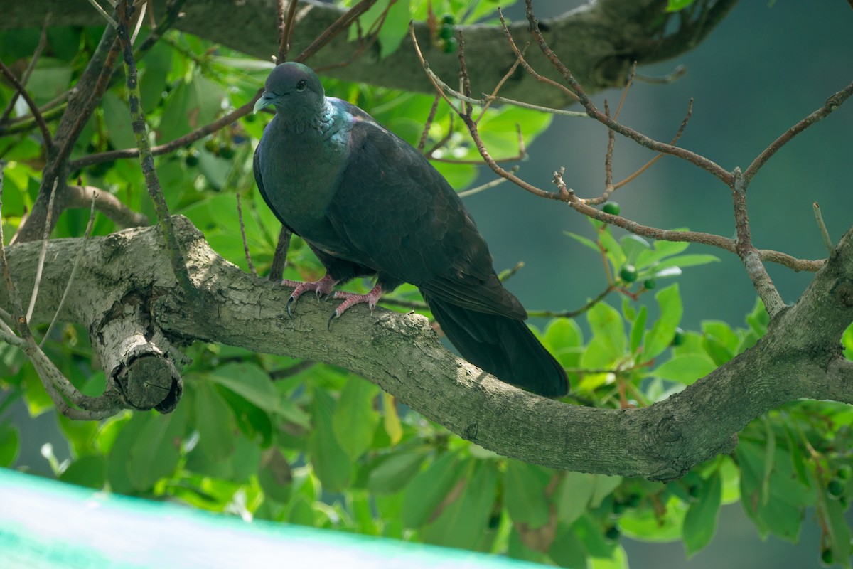 Black Wood-Pigeon - ML639990747