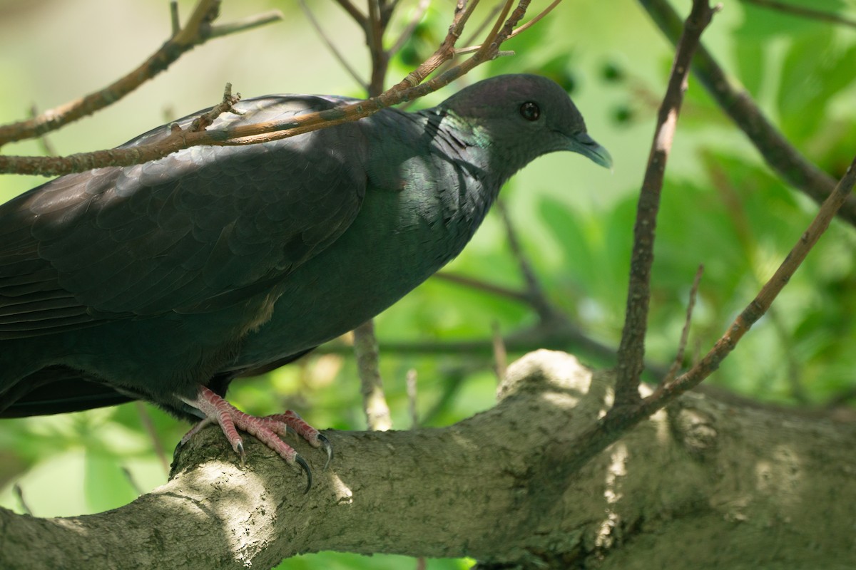Black Wood-Pigeon - ML639990748