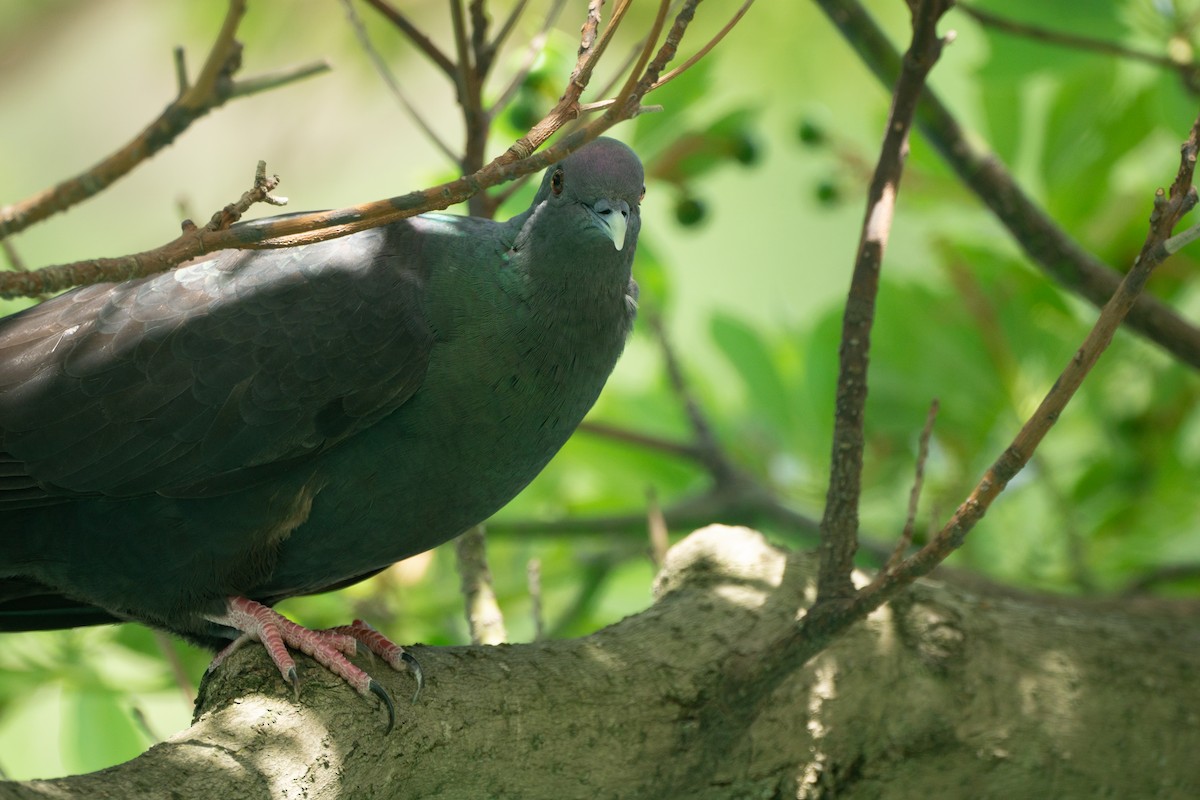 Black Wood-Pigeon - ML639990749