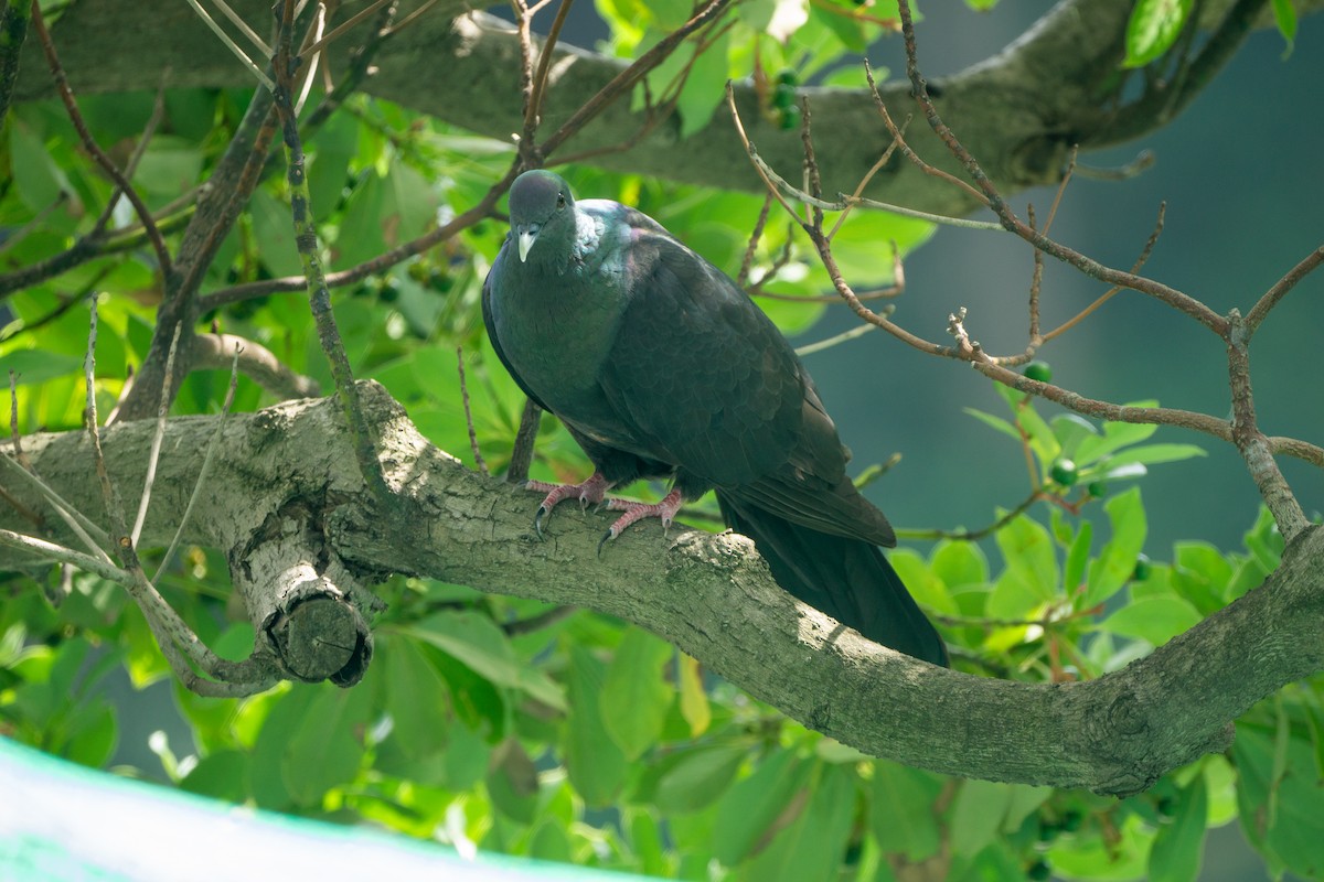 Black Wood-Pigeon - ML639990750