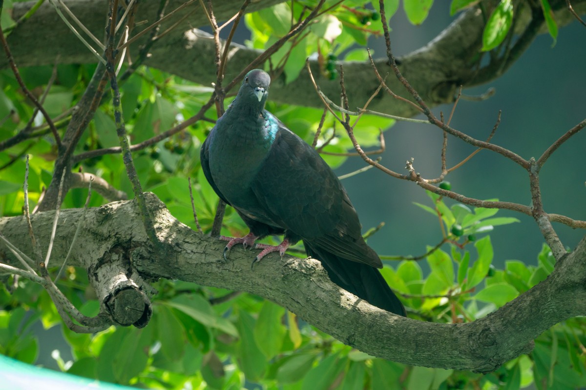 Black Wood-Pigeon - ML639990751