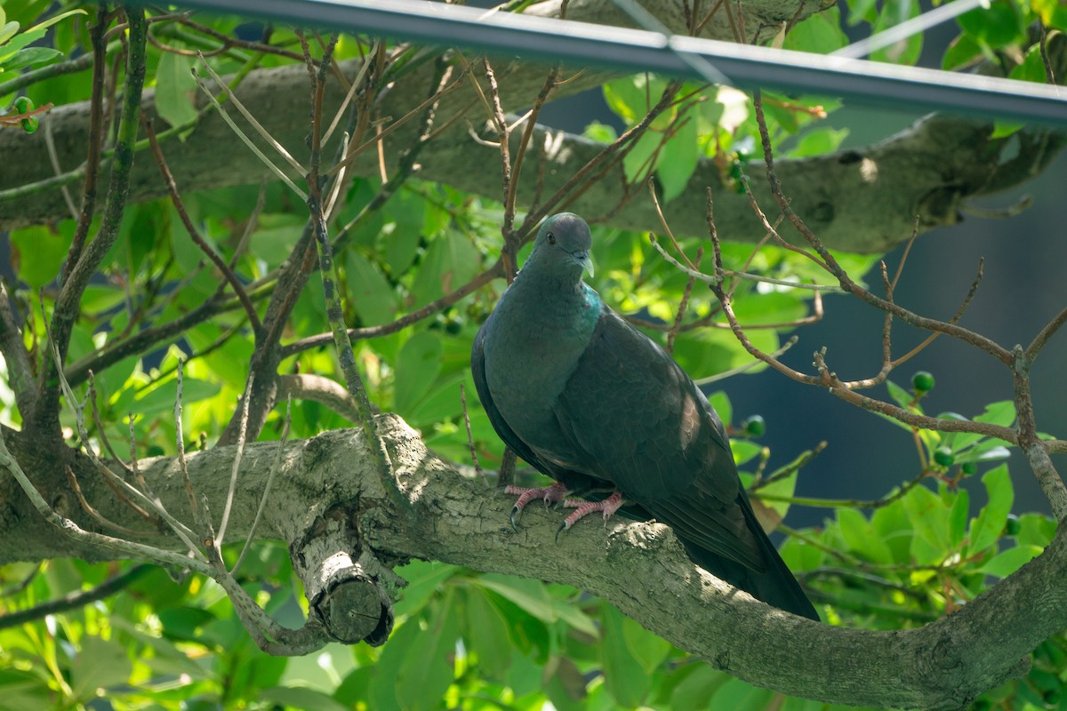 Black Wood-Pigeon - ML639990752