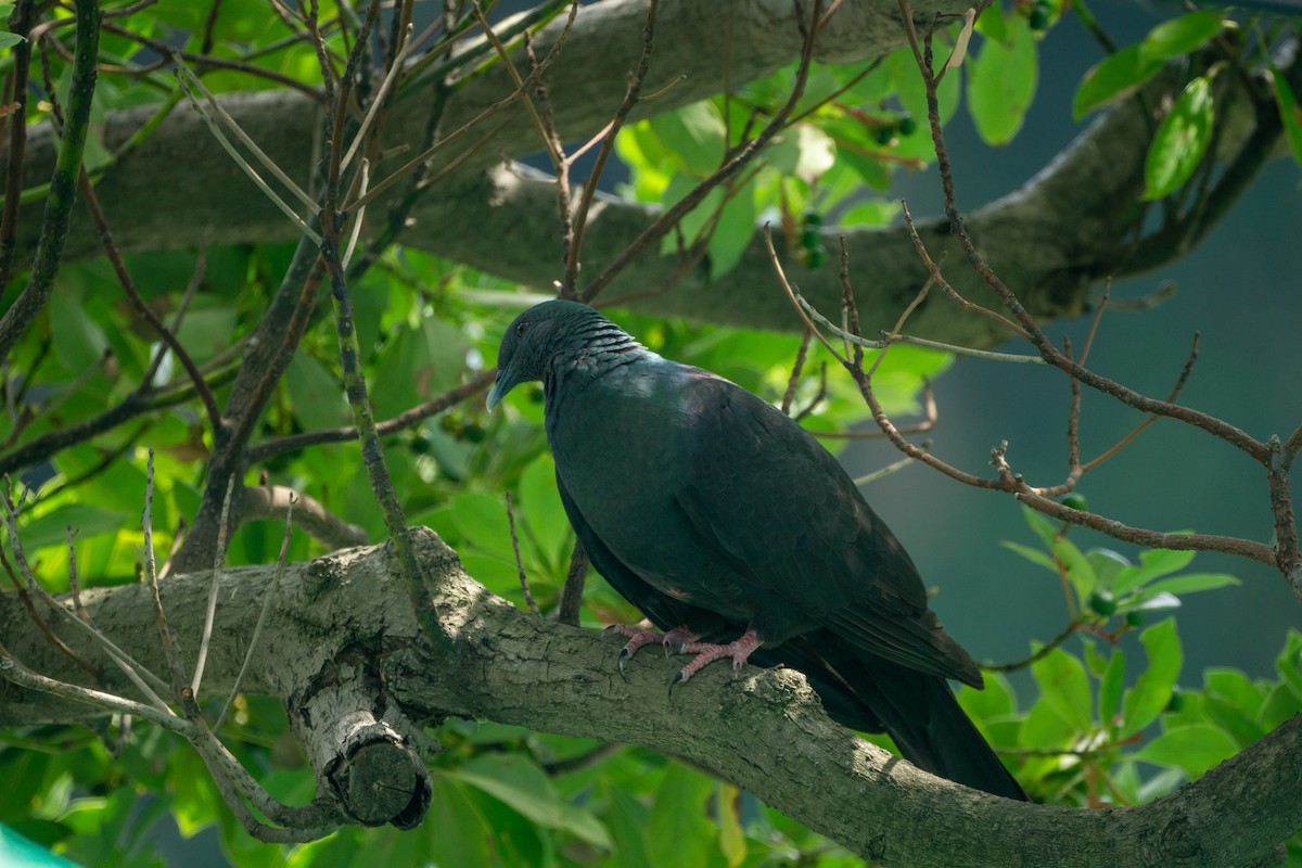Black Wood-Pigeon - ML639990753