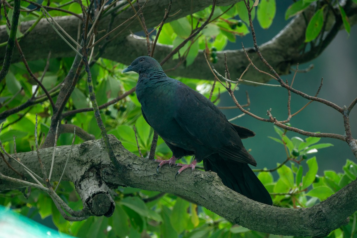 Black Wood-Pigeon - ML639990755