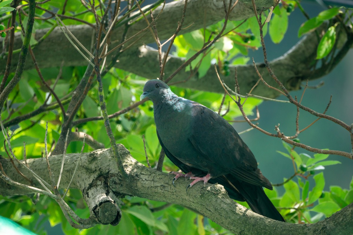 Black Wood-Pigeon - ML639990756