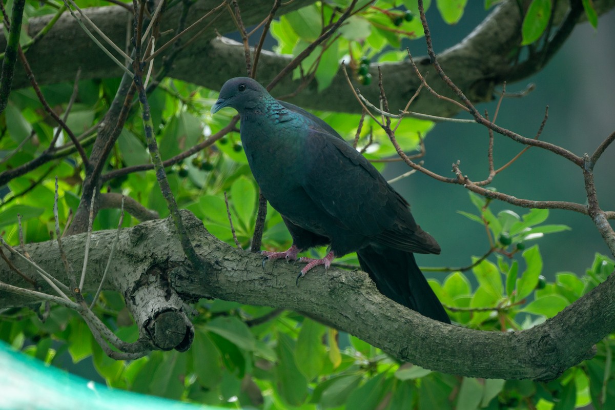 Black Wood-Pigeon - ML639990757
