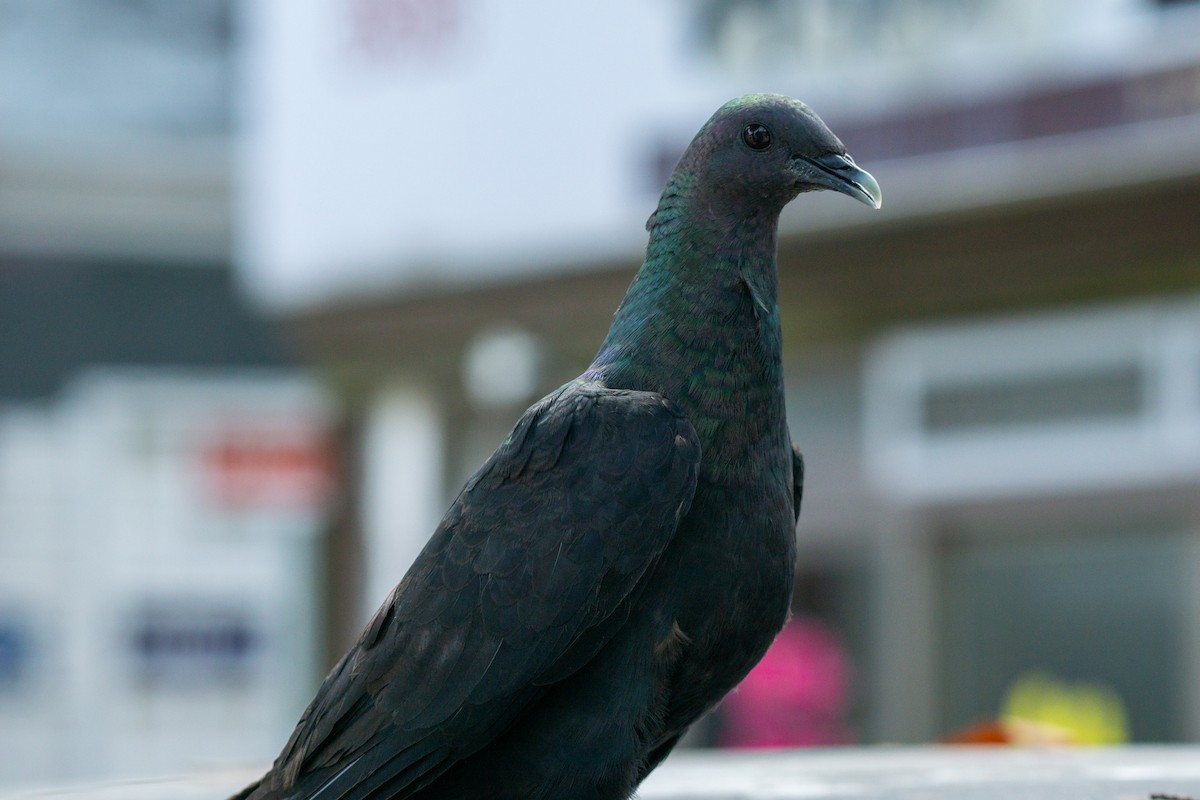Black Wood-Pigeon - ML639990758
