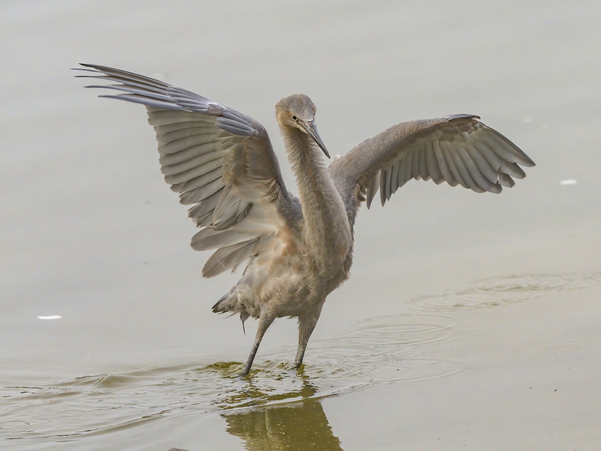 Reddish Egret - ML639990817