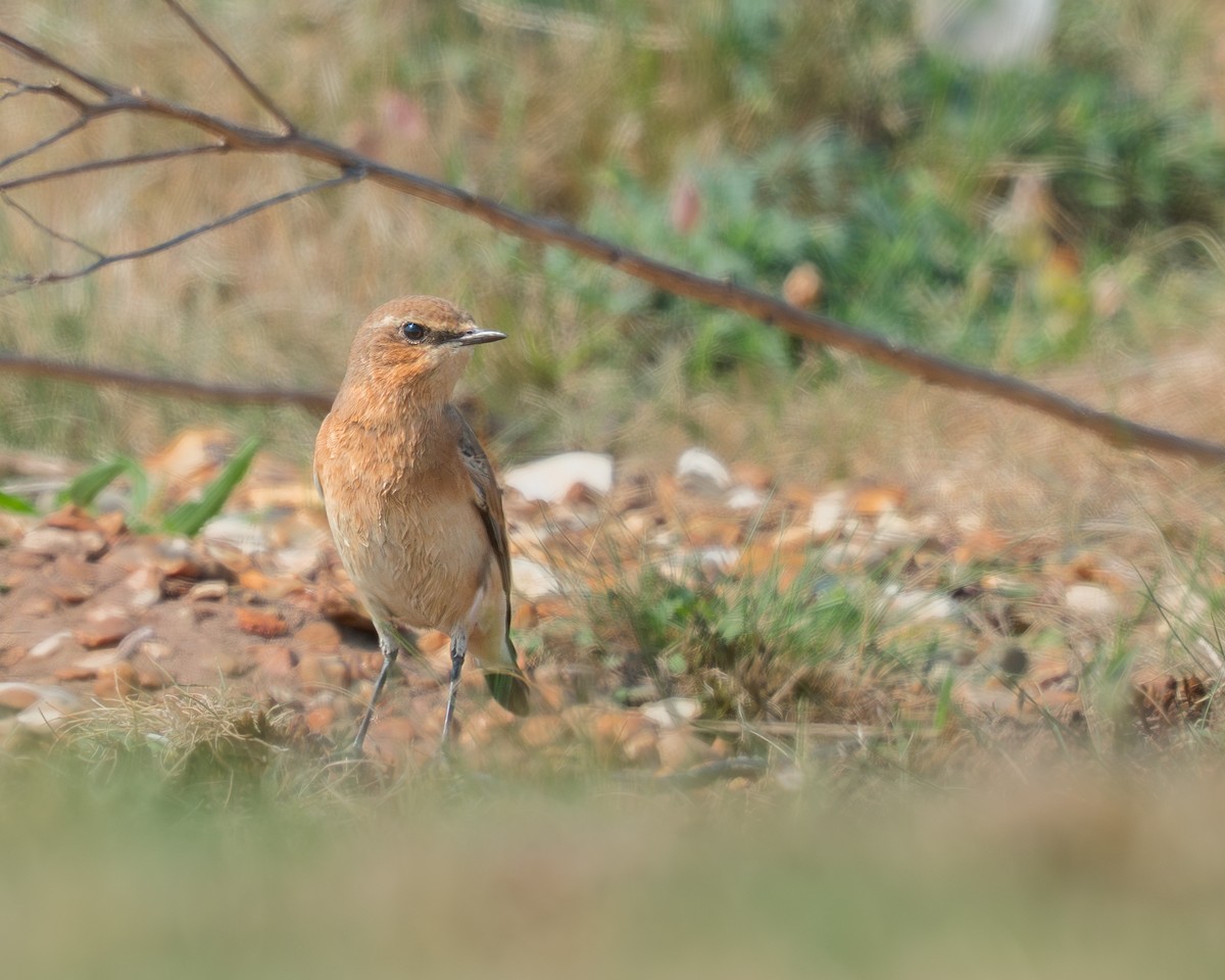 Northern Wheatear - ML639990818