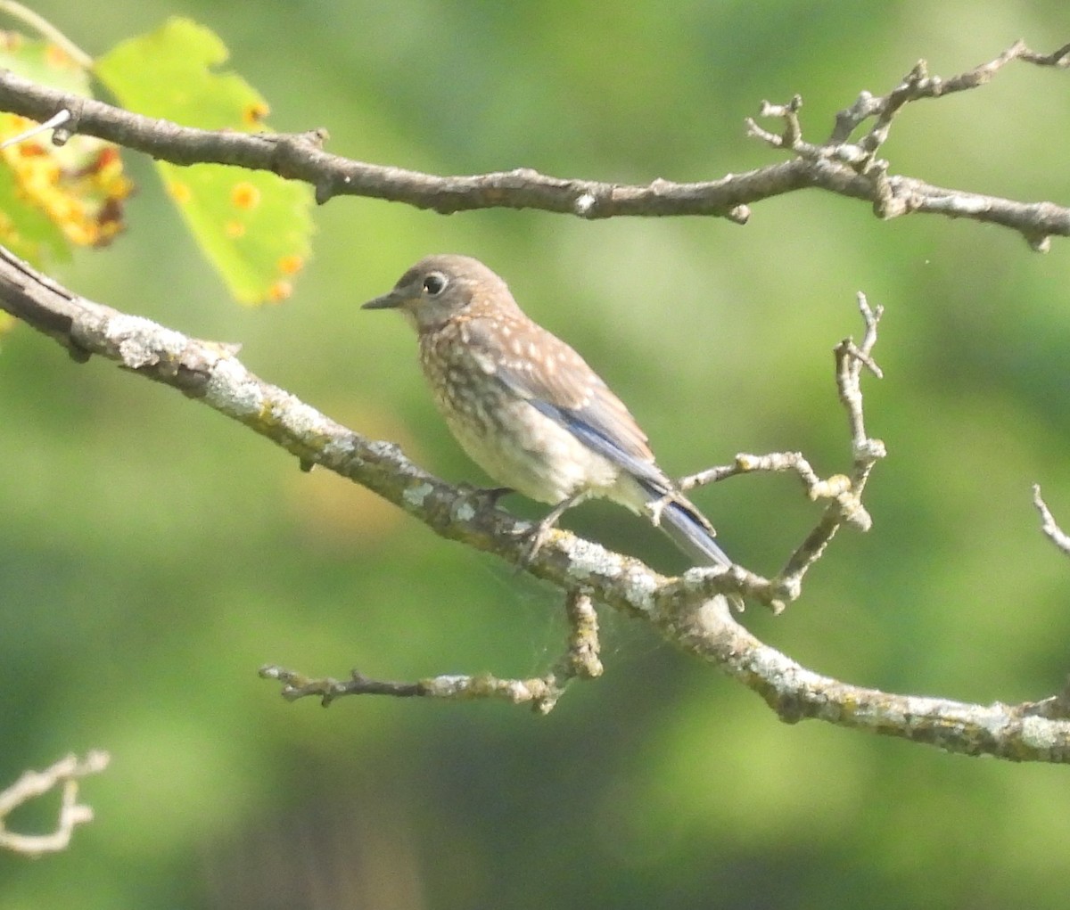 Eastern Bluebird - ML639990824